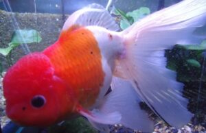 Assorted ORANDA Fantail Goldfish 2" - 2.5" Live Fish for Pond FAST SHIP
