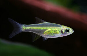 Neon Yellow Rasbora Mesmerizing Vibrant