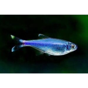 12-Pack Blue Tetra RARE Vibrant Live Fish Colorful FAST SHIP