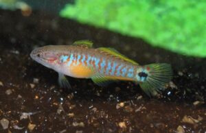 2 Pack Captivating Peacock Goby SM-MED Live Fish: Stunning Nano FAST SHIP