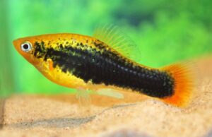 6 Platy Hawaii Variatus S/M - New Hard to get Stunning FAST SHIP