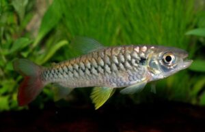 Yellow-finned Chalceus 3.5" - 4" Healthy Live Characin Fish