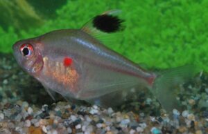 ❤️6x Bleeding Heart Peru Tetras - Elegance in Motion! FAST SHIP❤️