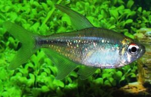 Diamond Tetra - SPARKLING! Aquatic Enchantment! 🐠 FAST SHIP