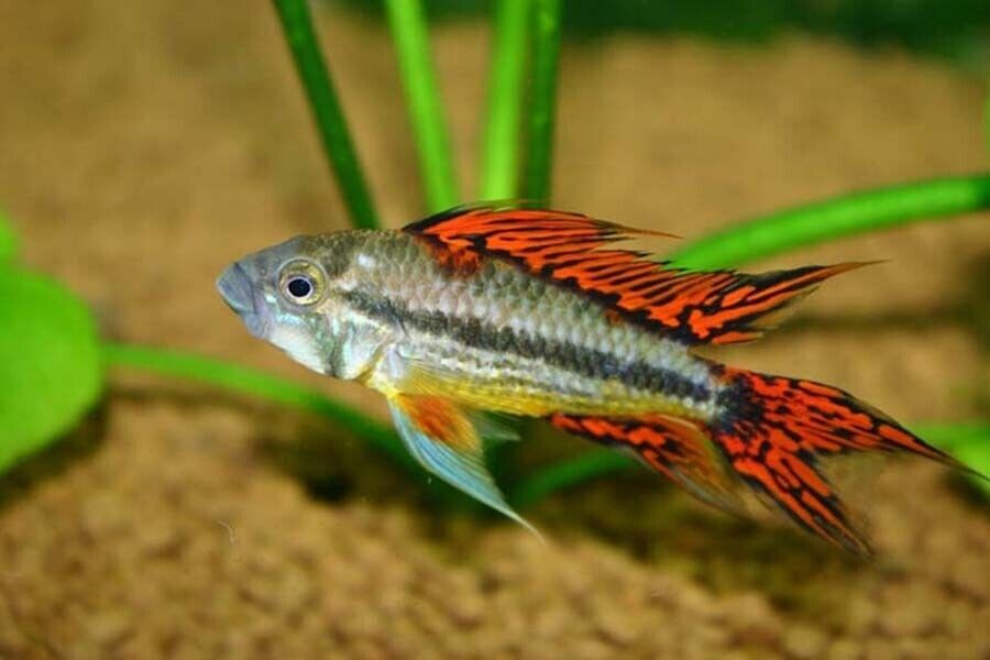 1 Pair Juvenile Apistogramma Cacatuoides Double Red FAST SHIP