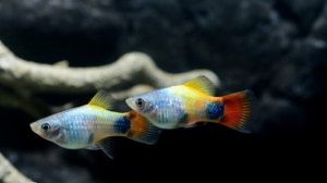 5X Blue Butterfly Moon Platys - Freshwater Aquarium New Platy FAST SHIP