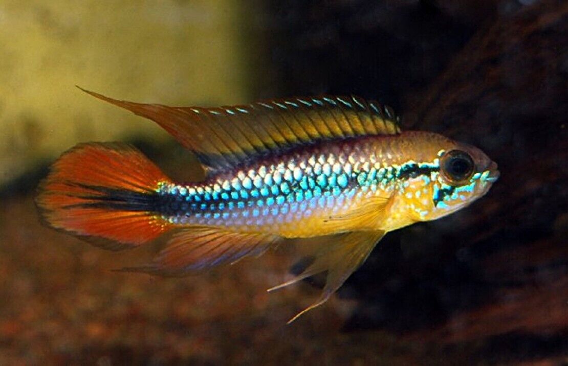 1 Pair Apistogramma Agasizzi Red Live Tropical Aquarium FAST SHIP