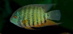 🌿 Peruvian Green Severum 2" (Heros severus) – A Vibrant and Peaceful Cichlid! Limited quantity