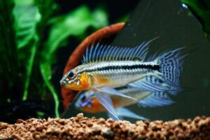 1 PAIR Apistogramma Bitaeniata Dwarf Cichlids! Live Fish FAST SHIP