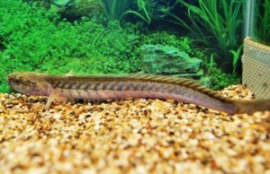 Dragon Fish Gobioidus Brousonetti MED  Live Freshwater FAST SHIP