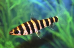 3 Leporinus Strikingly Beautiful Small Size