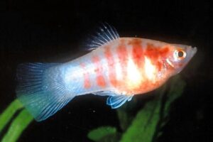 5X Red Tiger Platys - Freshwater Aquarium Platy Fish! New