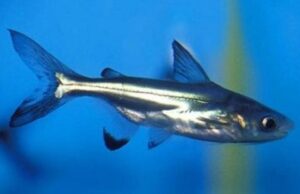 2x Iridescent Sharks 2" awesome Active and healthy FAST SHIP