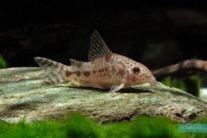 3x Corydora Diphyes Dwarf Peaceful Vibrant Healthy Freshwater FAST SHIP