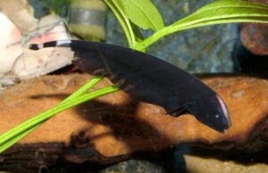 Black Ghost Knife Fish! Large Beautiful Fun tank addition! 🐠 Live Fish Fast Ship