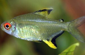 🍋 12x Lemon Tetra Small (Hyphessobrycon pulchripinnis) – Bright & Peaceful Community Fish