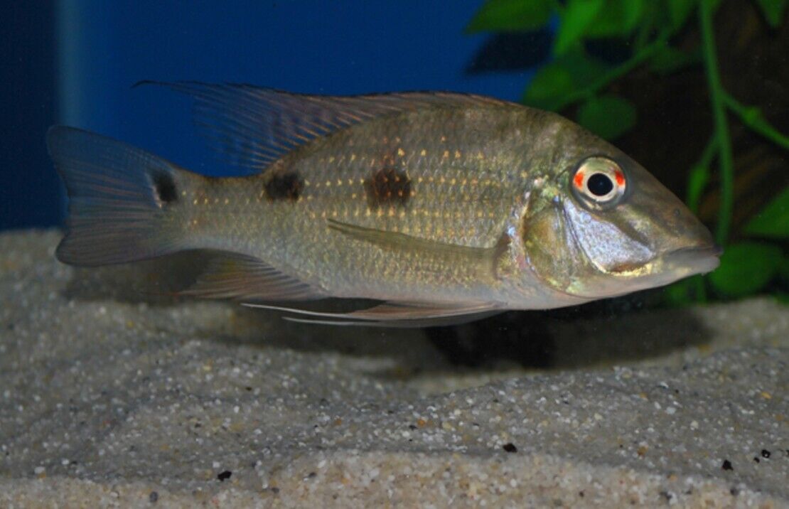 1 Geophagus Daemon Cichlids 2" - Freshwater FAST SHIP