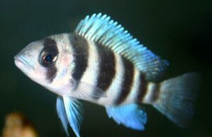 Frontosa 2.5" - 3" Live Cichlid Fish - Active Freshwater