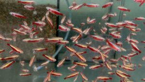 6x GOLD Cardinal Tetras Striking Colors live Fish Better in person! Trust me!