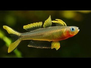 🌈 Forktail Blue Eye Rainbow Fish - A Colorful Marvel 🐟 Pseudomogil Furcatus
