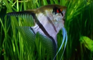 Silver Angel Fish Large Size Body Healthy Live Angel Fish tropical aquarium