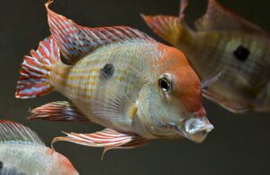 🌋 Geophagus Sp. Red Head Tapajos 1.75" - 2"  A Fiery and Graceful Earth-Eater!