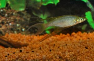 🌈 4 Threadfin Rainbowfish (Iriatherina werneri) – Delicate & Graceful Beauty