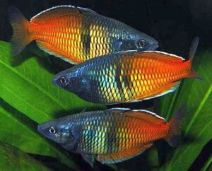 2 Pack Orange Boesemani Rainbow Freshwater Aquarium Live Fish Small - Medium Beautiful Fish!