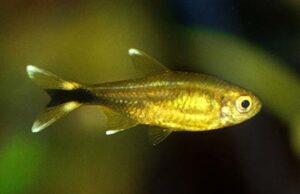 12 PACK Silver Tip Brass Tetra LIVE TROPICAL FISH Great Fish Awesome Price.