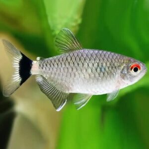12 PACK Red Eye Tetra Fish Fast Shipping Great Community Fish CRAZY PRICE!
