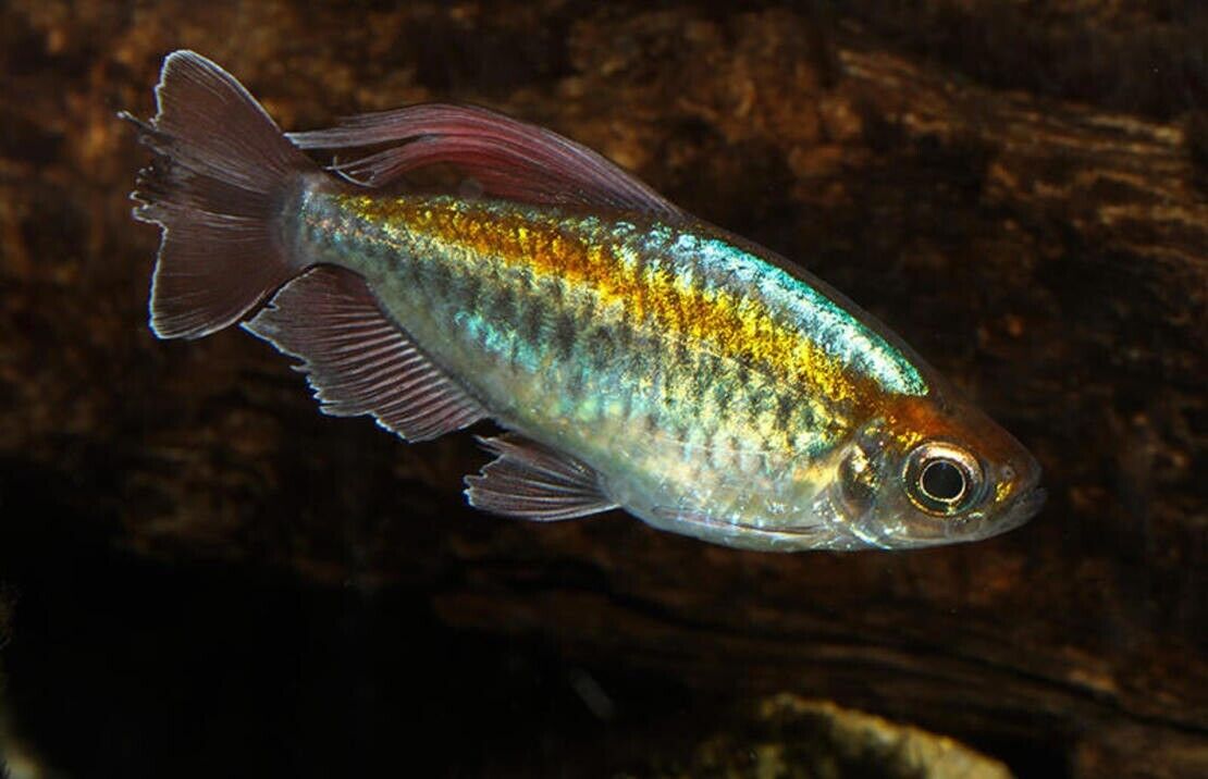 3x Blue Congo Tetra - Large Size hard to get Tropical Aquarium Live Fish!