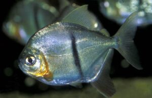 2X Black Barred - Metynnis- 1" -1.5" Live Fish small Healthy Beautiful Live Aquarium Fish