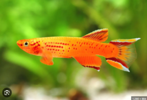 1 PAIR Male & Female Australe Gold Killifish Aphyosemion Australi