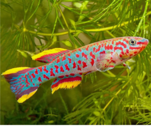 PAIR Gardner's Killi Steel Blue Aphyosemion Killifish Fundulopanchax Gardneri