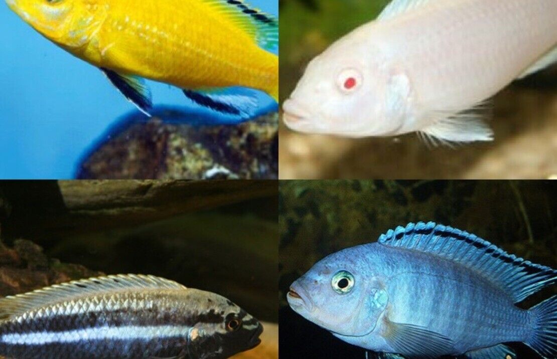 8 Pack Mixed African Cichlids 1.5" - 2" Instant Lake Malawi Live Fish