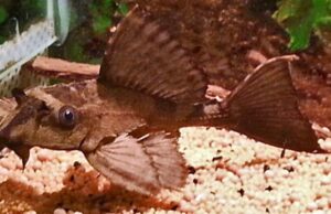 Rhino Crocodile Plecostomus 2.5 inch Pleco - Live Fish Fast Shipping