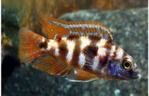 3 Pack V.C 10 Cichlid 1.5"  Unique African Cichlid Fish Species