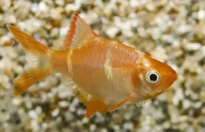 ALBINO TIGER BARB Live Fish Active Healthy Aquarium Fish Fast Shipping