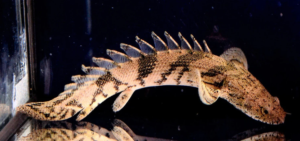 Endlicher Bichir 3.5" - 4" Medium Most wanted Bichir Aquarium Fish Lively