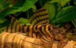 🐯 Tiger Panaque (L398) 2"-3" – Striking Striped Pleco