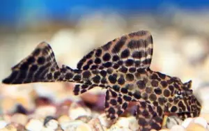 🐆 Leopard Hi-fin Plecostomus 1.5" (Glyptoperichthys joselimaianus) – Hardy Algae Eater
