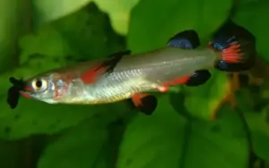 Celebes Halfbeak 2"- 2.5" Live Fish Awesome Healthy RARE Find