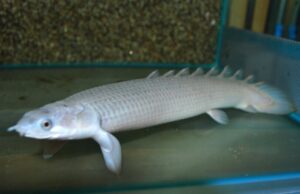 Cuvier's Bichir 3.5" - 4" Polypterus Senegalus Aquarium Fish Lively