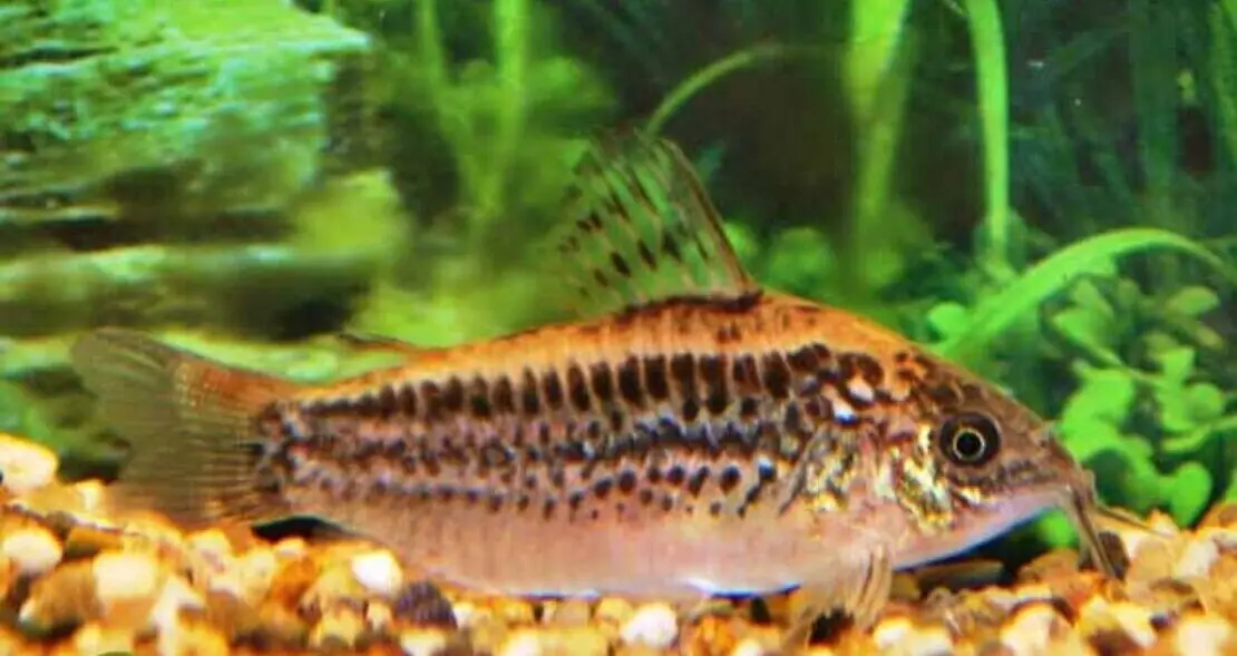 3x Corydora Elegans Small Size Elegance in Miniature Form Fast Ship Live Fish