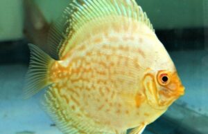 White Butterfly 3" Discus Healthy Live Fish tropical aquarium