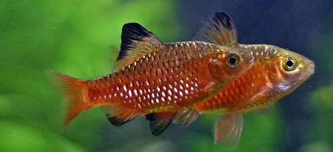 Rosy Barbs Live Fish Active Healthy Aquarium Fish Fast Shipping