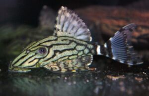 L191 Broken Stripe Royal Pleco - 2.5" Live Fish Healthy Plecos Stunner
