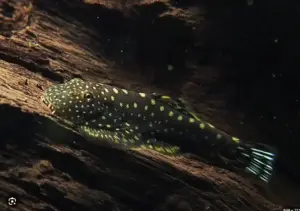 1x - Dazzling Blue Tail Hillstream Loach RARE Spotted Loach - OVERNIGHT SHIP