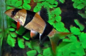 Clown Loach 2"- Chromobotia macracanthus - Live Fish Freshwater