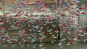 12 Neon Tetras Xtra Large Great Wild Caught specimens.